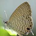 Nacaduba berenice (Six Line Blue) at home <br />Canon EOS KDX (400D) + EFS60 F2.8